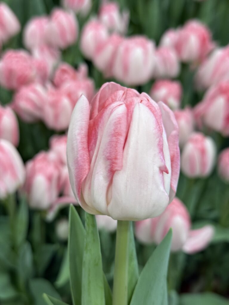 Foxtrot - Haakman Flowerbulbs