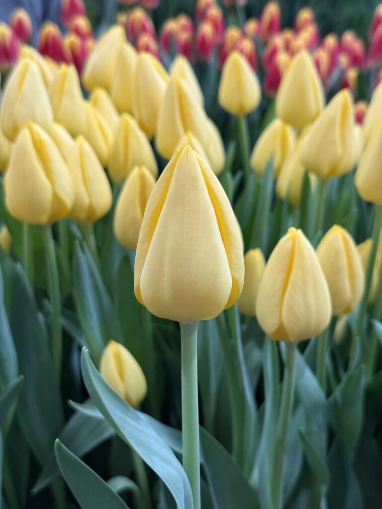 Friendship 1998 - Haakman Flowerbulbs