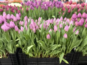 Light Pink Prince - Haakman Flowerbulbs