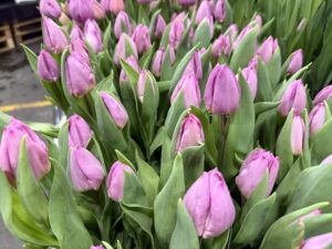 Light Pink Prince - Haakman Flowerbulbs