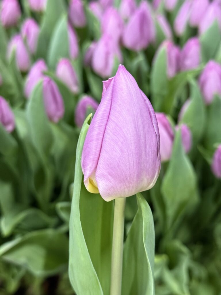 Light Pink Prince - Haakman Flowerbulbs