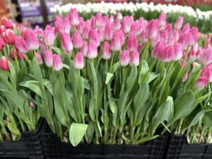 Memphis - Haakman Flowerbulbs