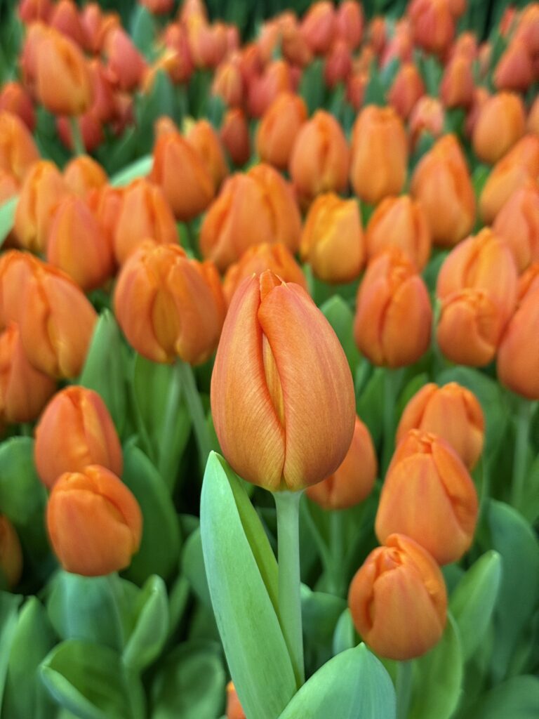 Orange Sherpa - Haakman Flowerbulbs