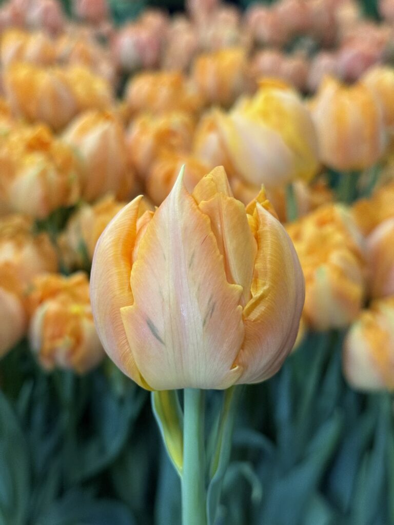 Orca - Haakman Flowerbulbs