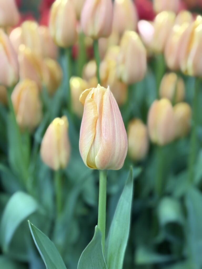 Peach Beauty - Haakman Flowerbulbs