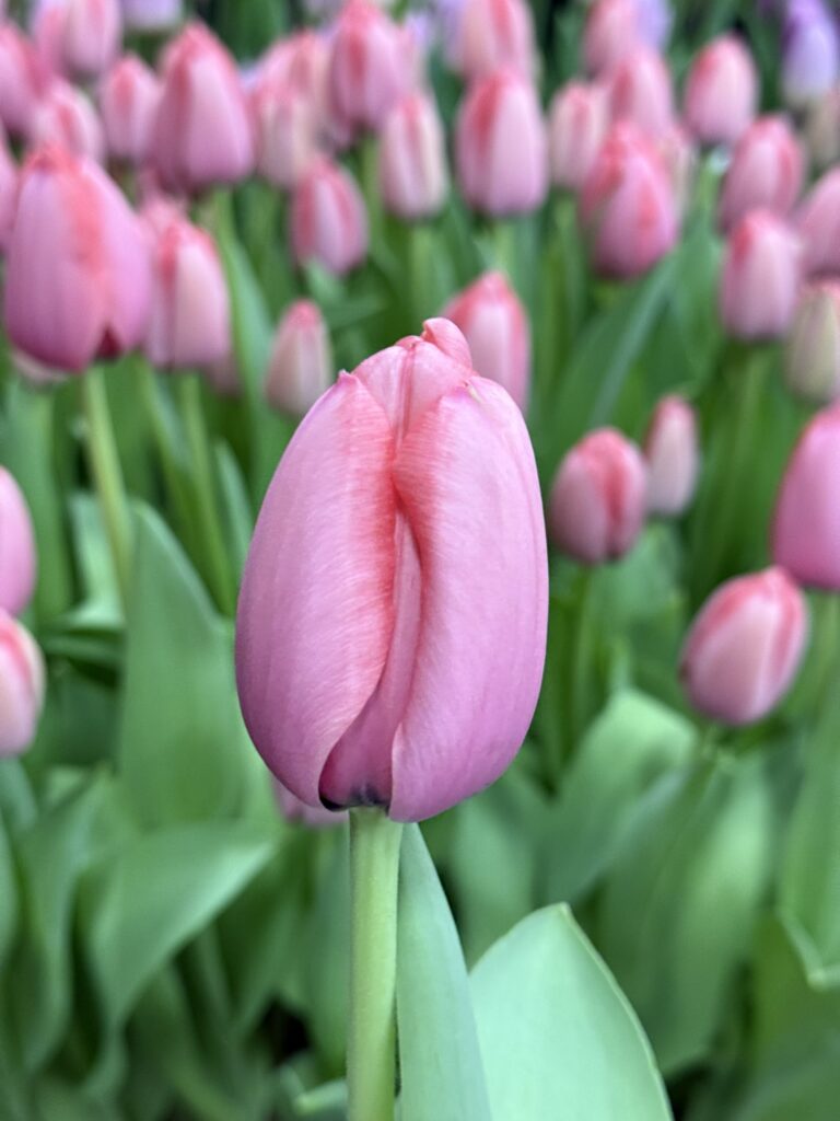 Pink Impression - Haakman Flowerbulbs