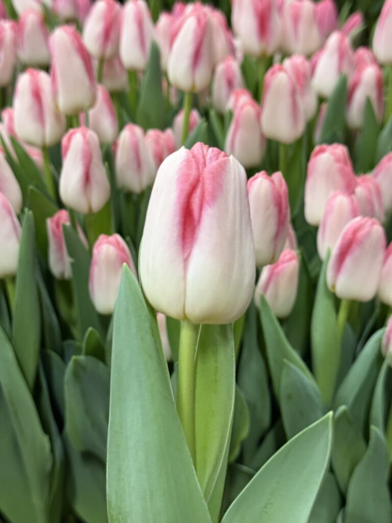 Pink Marble - Haakman Flowerbulbs