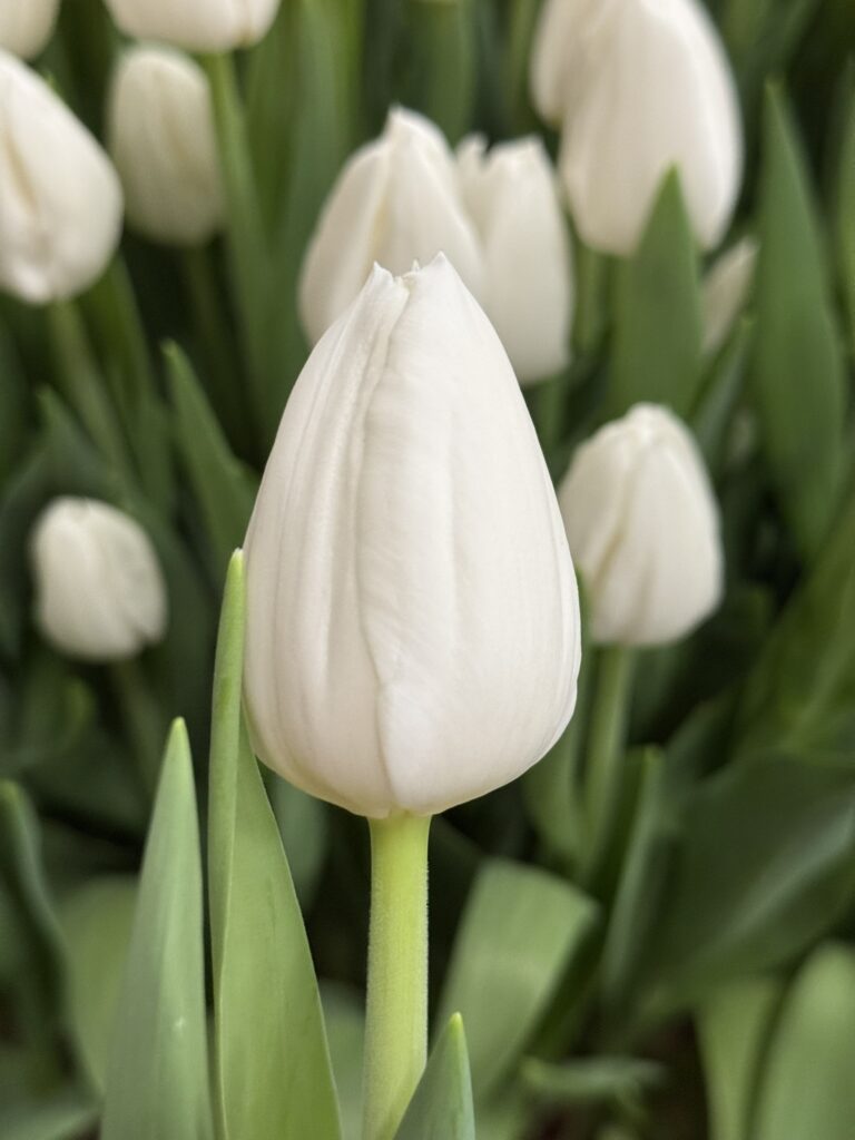 Polar Bear - Haakman Flowerbulbs