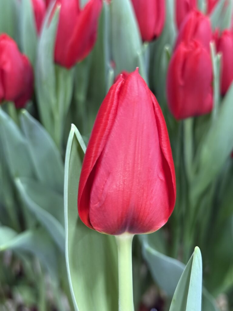 Red Dessert - Haakman Flowerbulbs