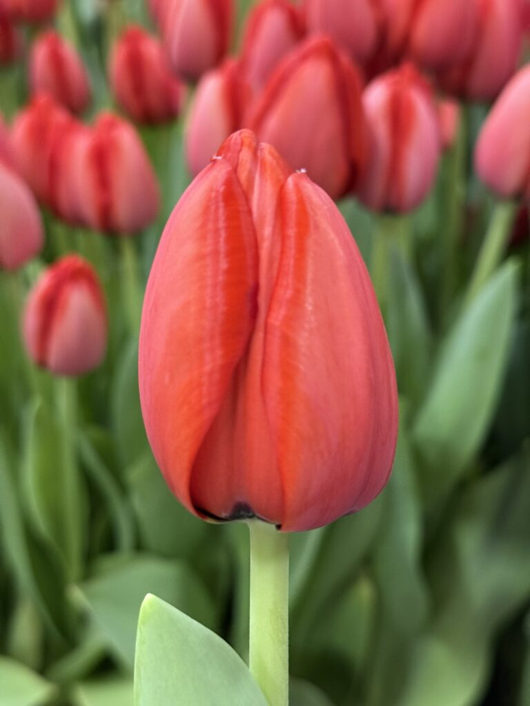 Red Impression - Haakman Flowerbulbs