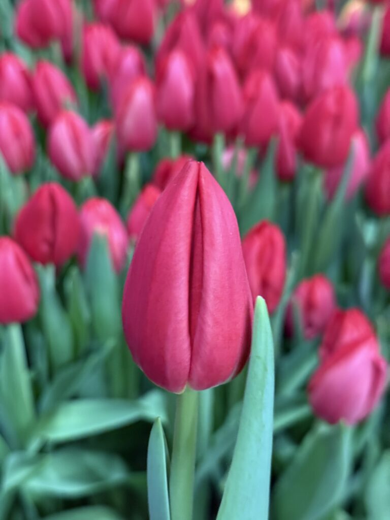 Red Mark - Haakman Flowerbulbs
