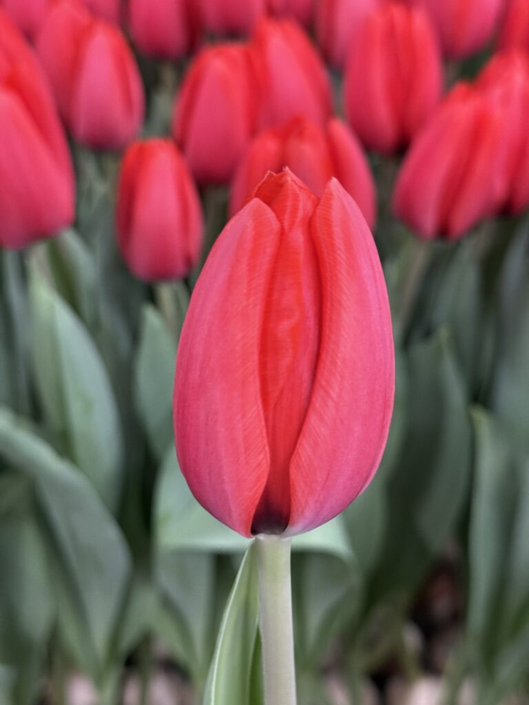 Tulipa Red Ranger Red Ranger - Haakman Flowerbulbs
