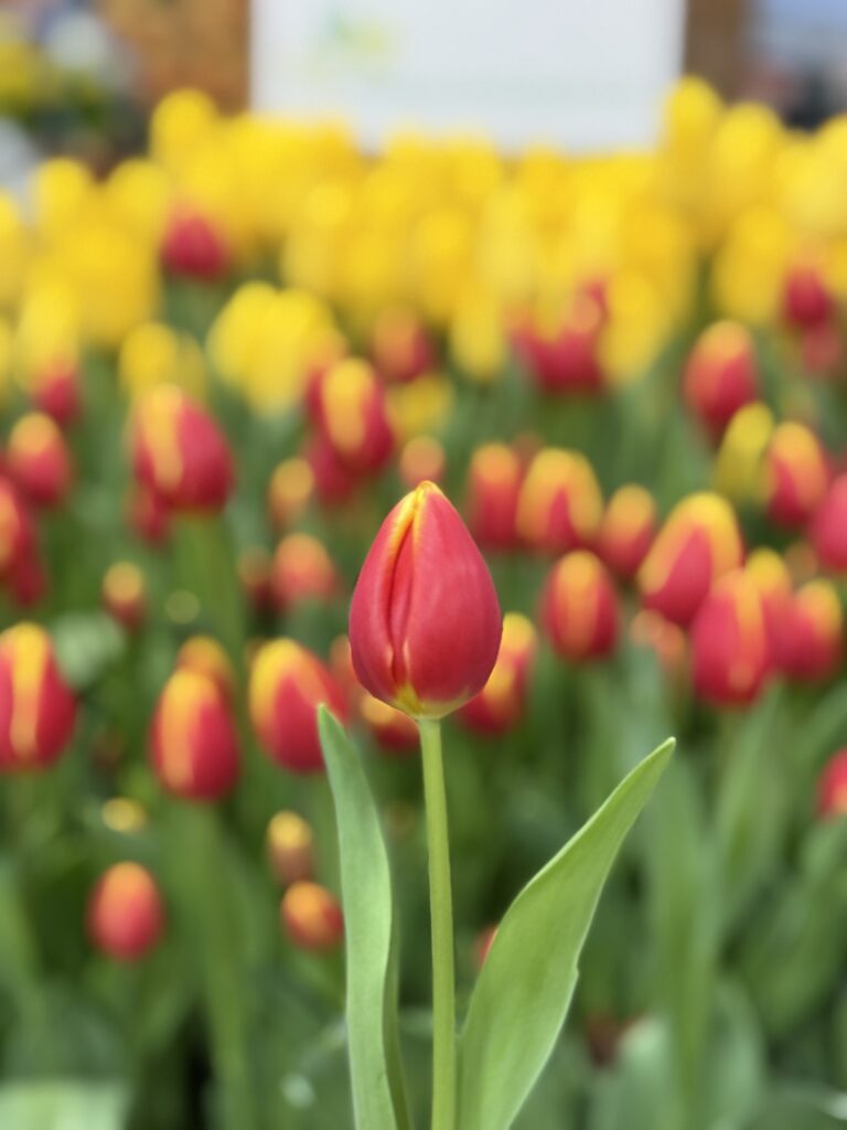 Residence - Haakman Flowerbulbs