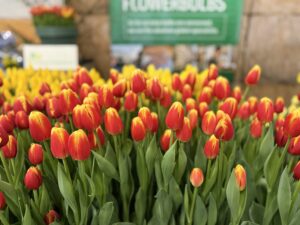 Roman Power - Haakman Flowerbulbs