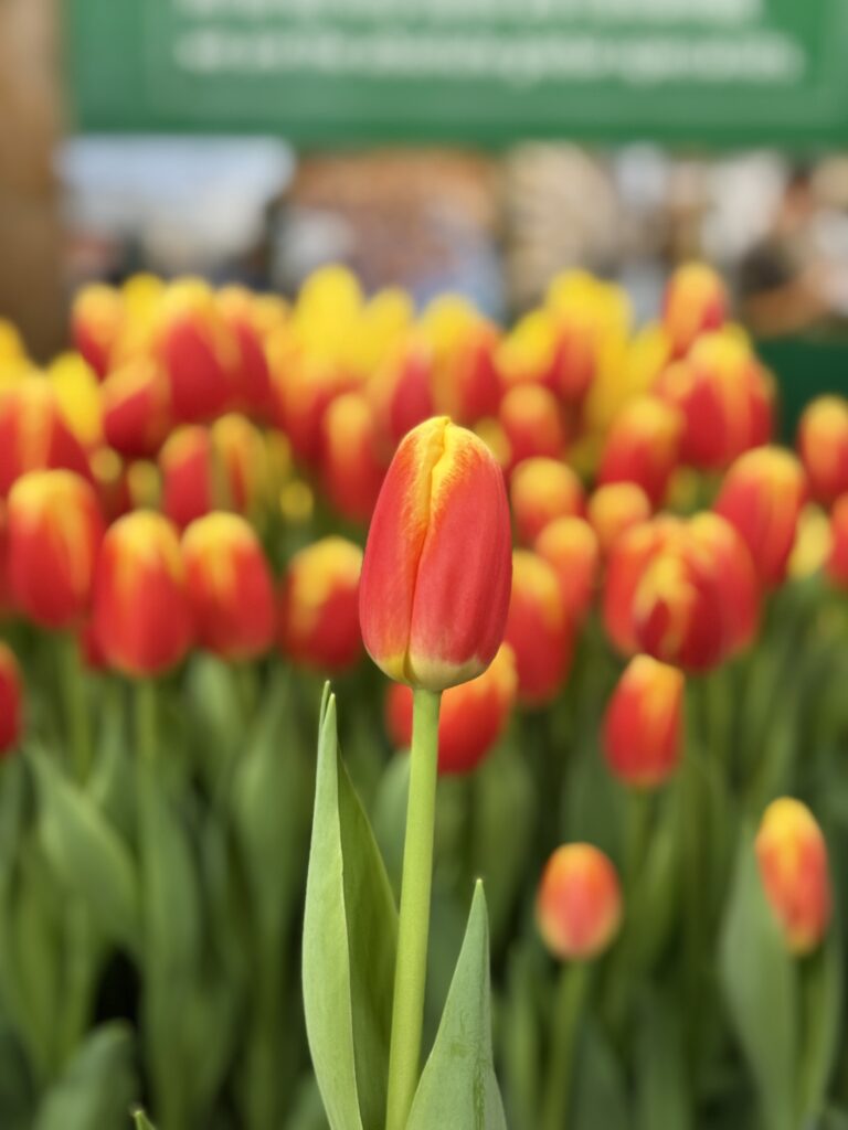 Roman Power - Haakman Flowerbulbs