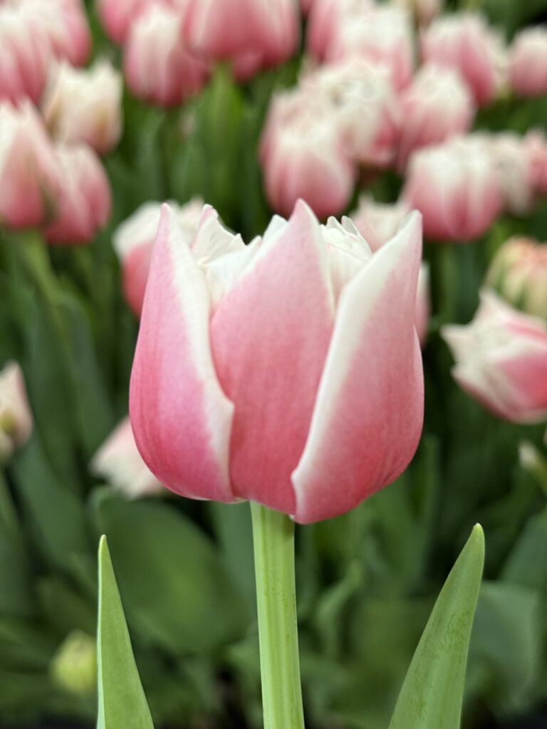 Sambuca - Haakman Flowerbulbs