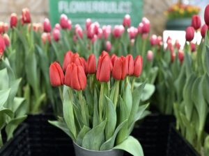 Spot on - Haakman Flowerbulbs