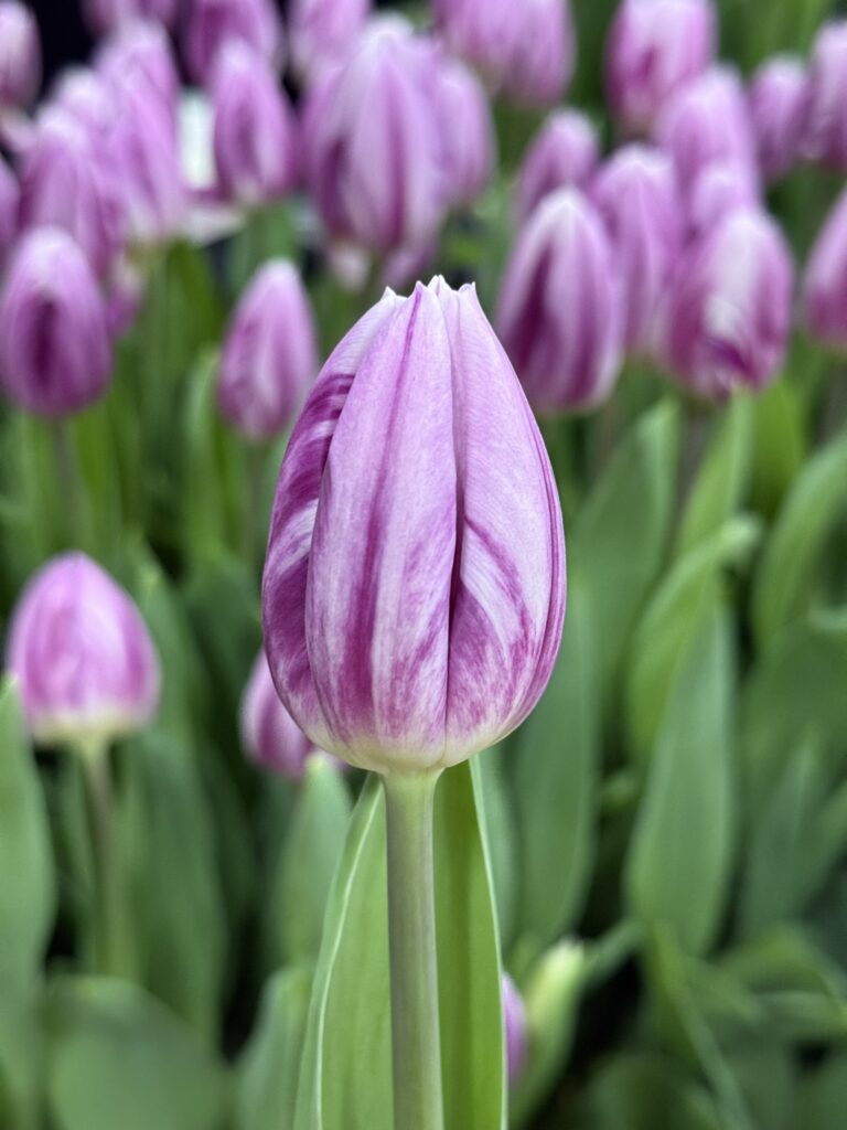 Striped Flag - Haakman Flowerbulbs