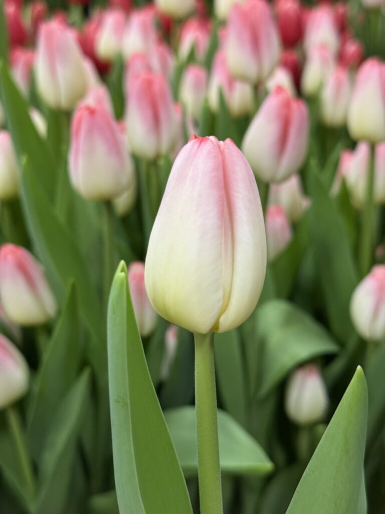 Supermodel - Haakman Flowerbulbs