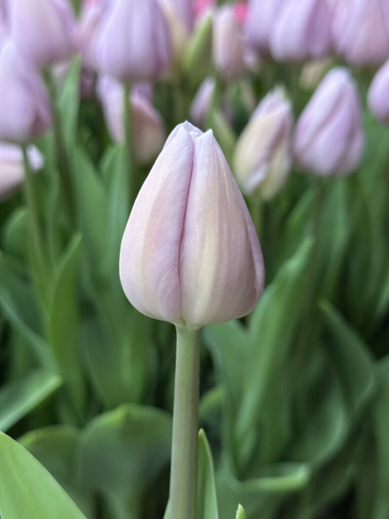 Sweet Breeze - Haakman Flowerbulbs