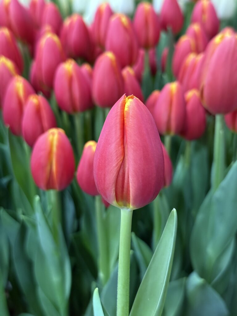 Trailblazer - Haakman Flowerbulbs