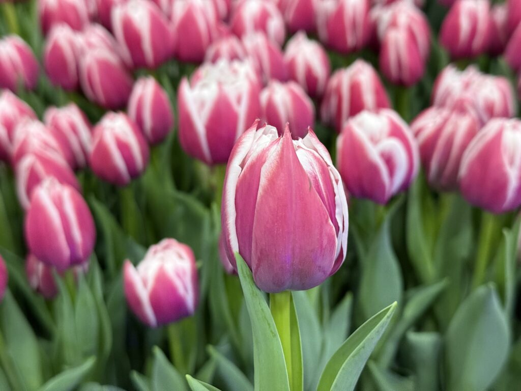 Valeska - Haakman Flowerbulbs