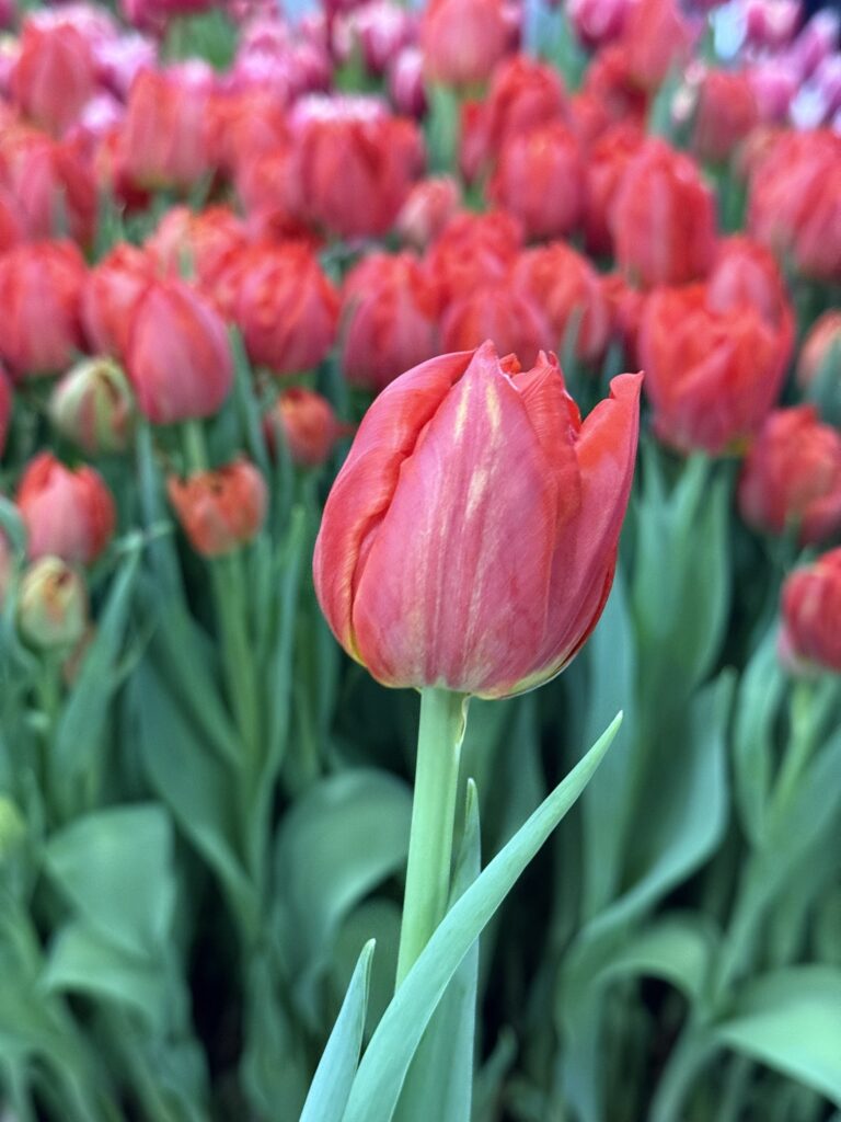 Viking - Haakman Flowerbulbs