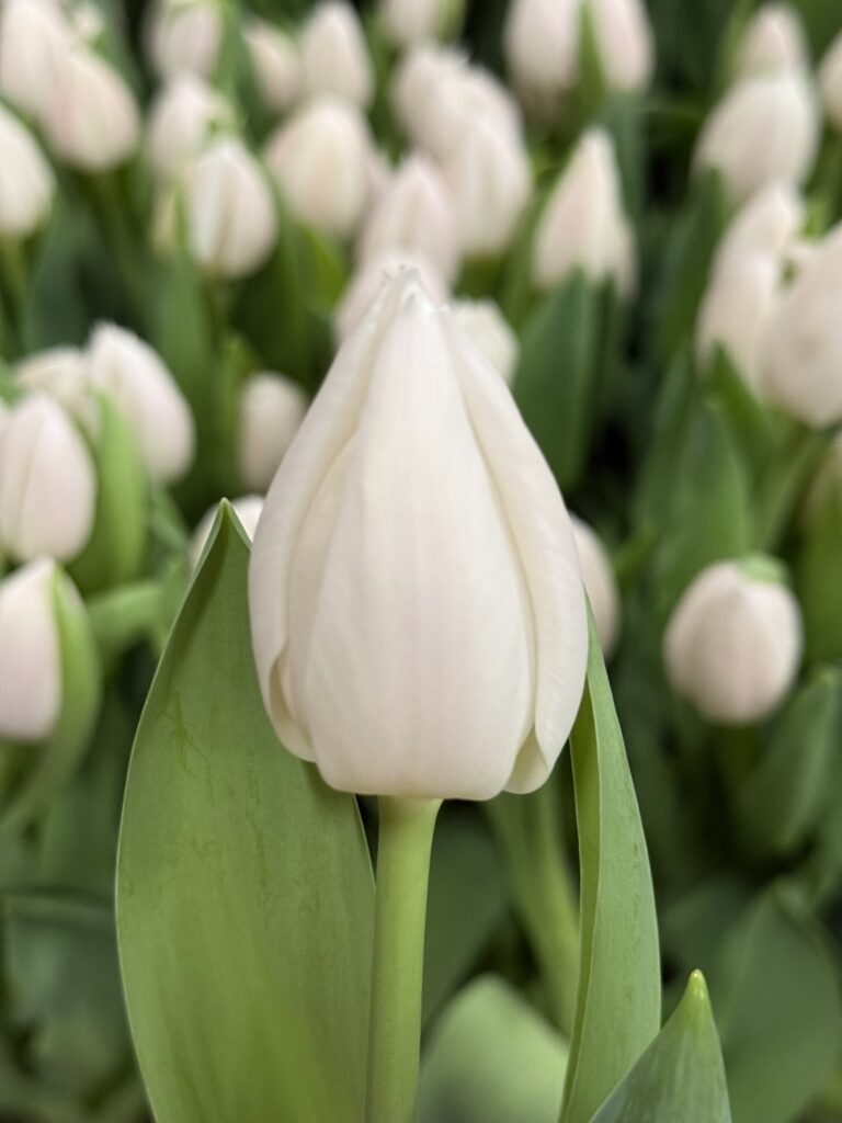 White Marvel - Haakman Flowerbulbs