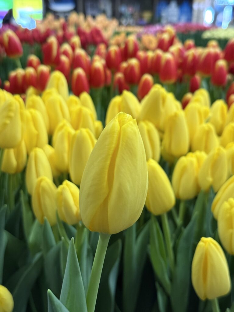 Yellow Strike - Haakman Flowerbulbs