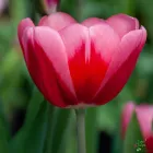 Happy Spring