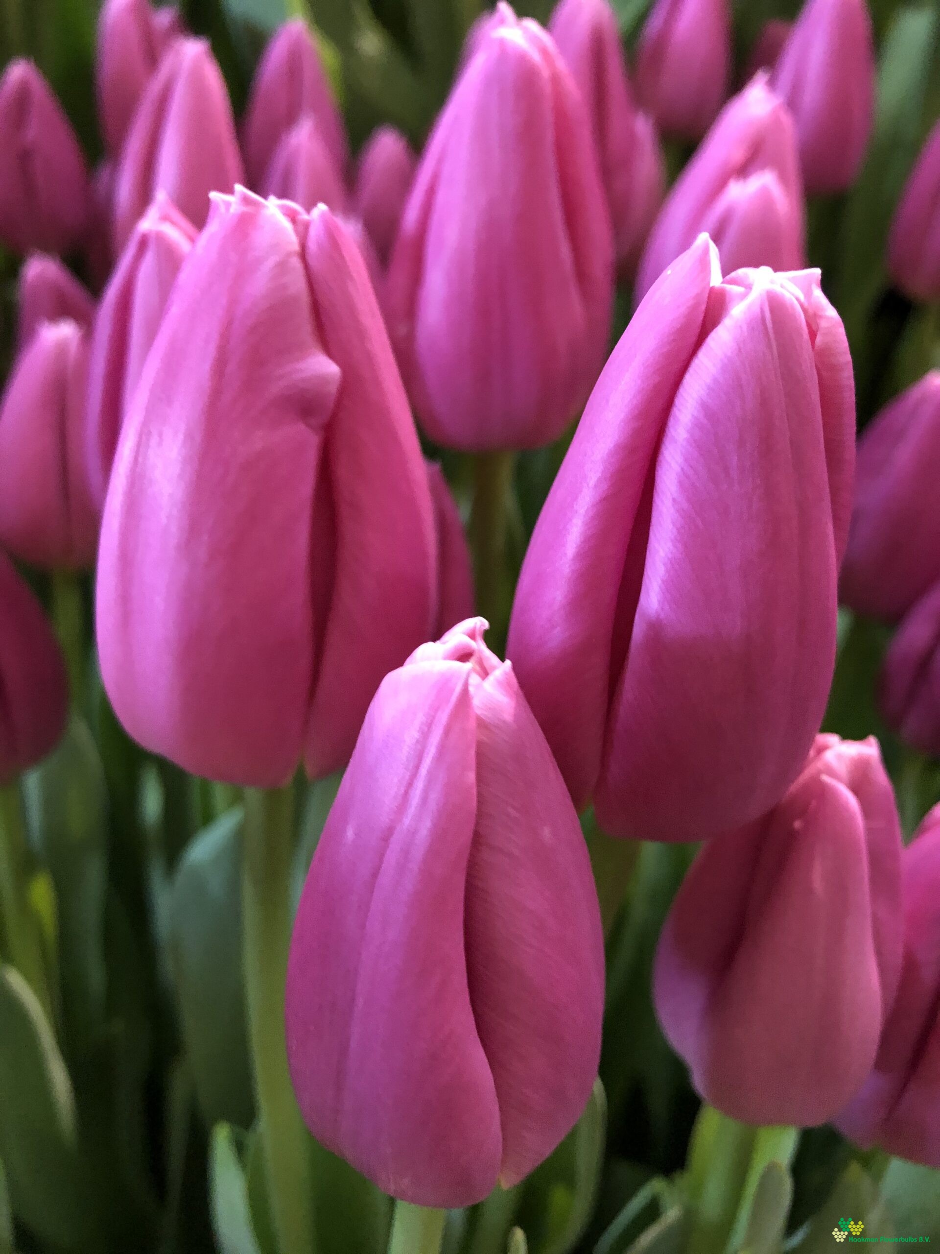 Pink Twist