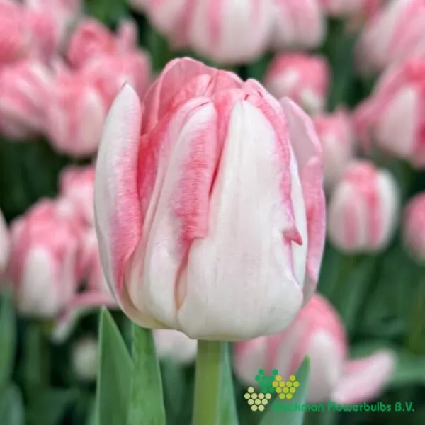 Tulp Foxtrot