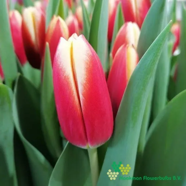 Tulipa Go Max