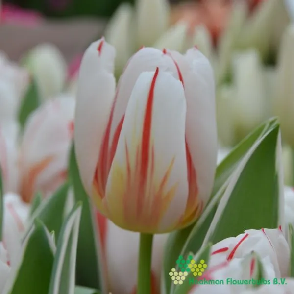 Tulp Happy Generation