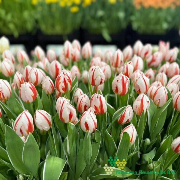 Happy Generation - Haakman Flowerbulbs