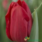 Heartbreaker