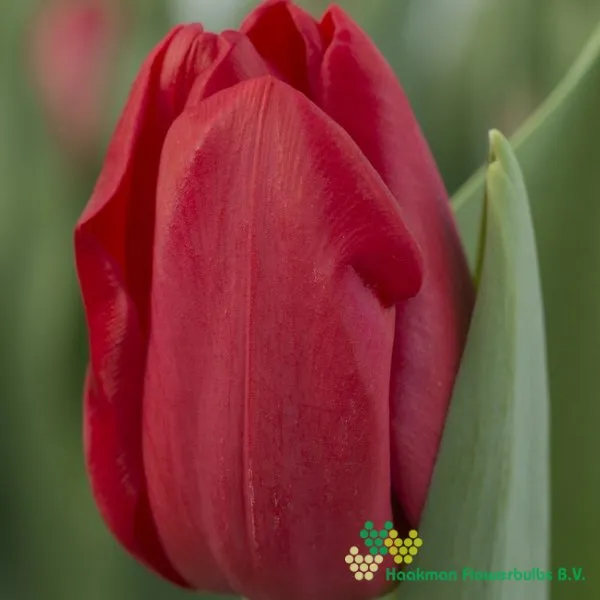 Tulipa Heartbreaker