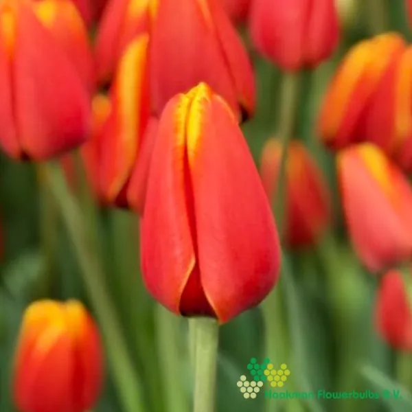 Tulp Activa