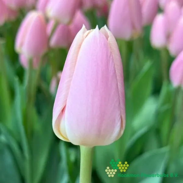 Tulp Apricot Delight
