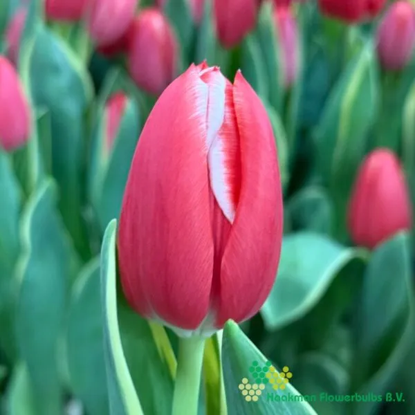 Tulp Charmeur