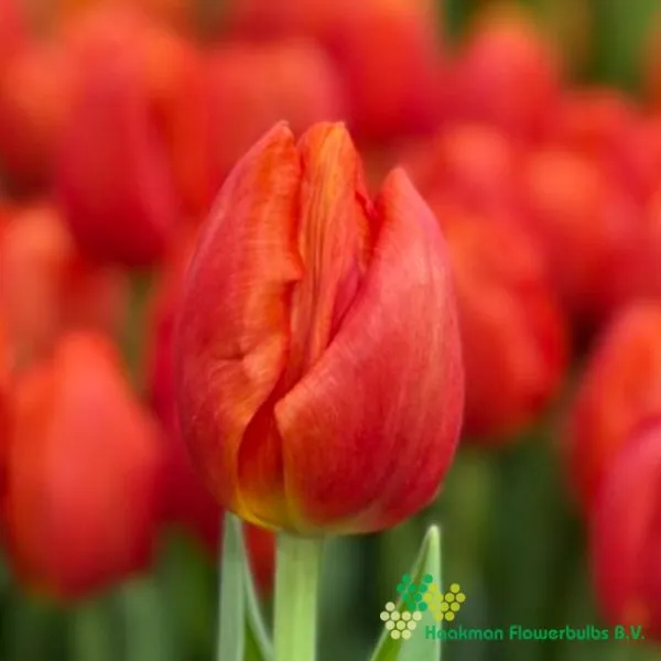 Tulp Dazzler