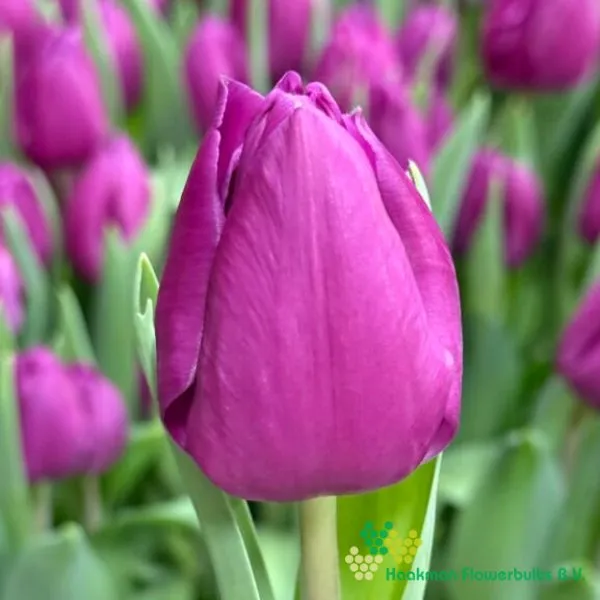 Tulp Dea