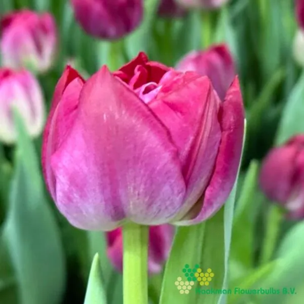 Tulipa Drumstick