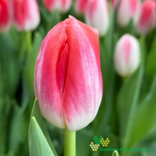 Tulp Fashion House