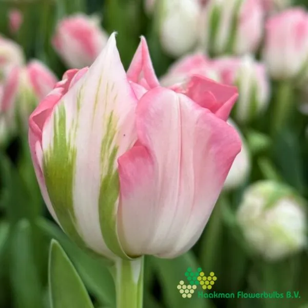 Tulp Finola