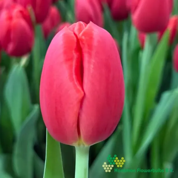 Tulp Kay