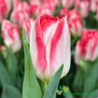 Pink Delight