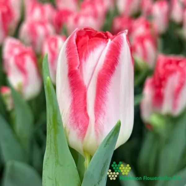 Tulipa Pink Delight