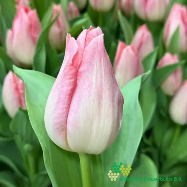 Tulipa Pink Dream
