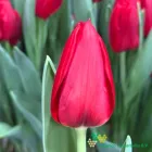 Red Dessert